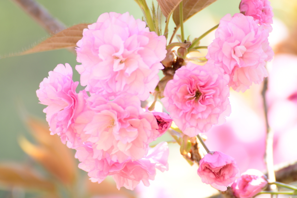 桜色の人生