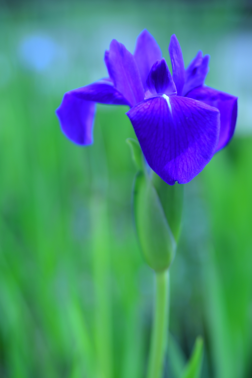 物腰柔らか性格頑固