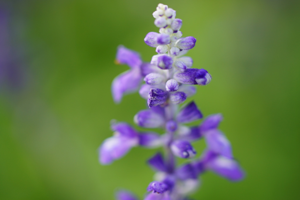 小さくても生きている