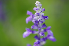 小さくても生きている