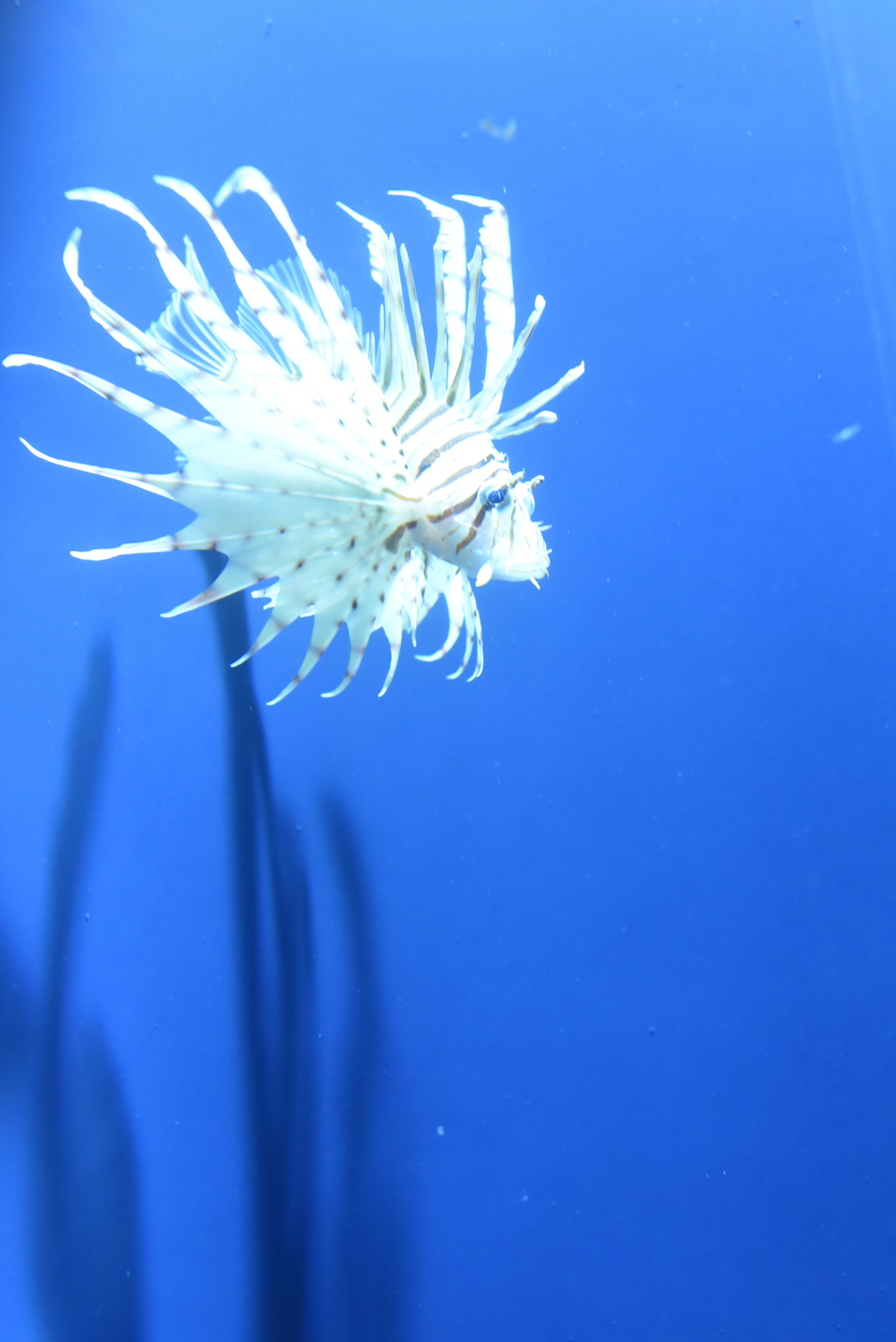 触れれば刺す