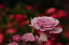 Ａ２０写りは甘いけど、あの時の感じが撮れてる