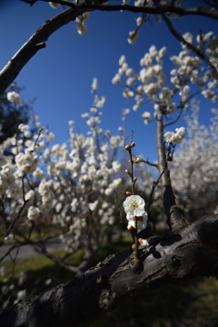 開放は個性豊か