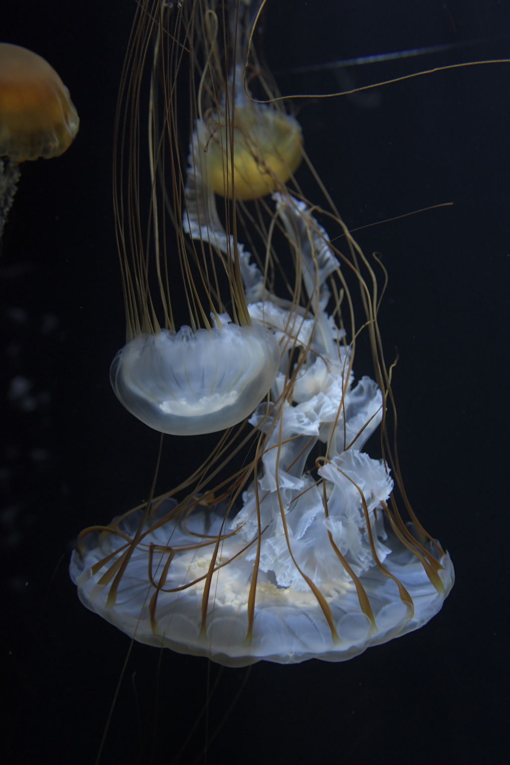 生きていないけど生きている