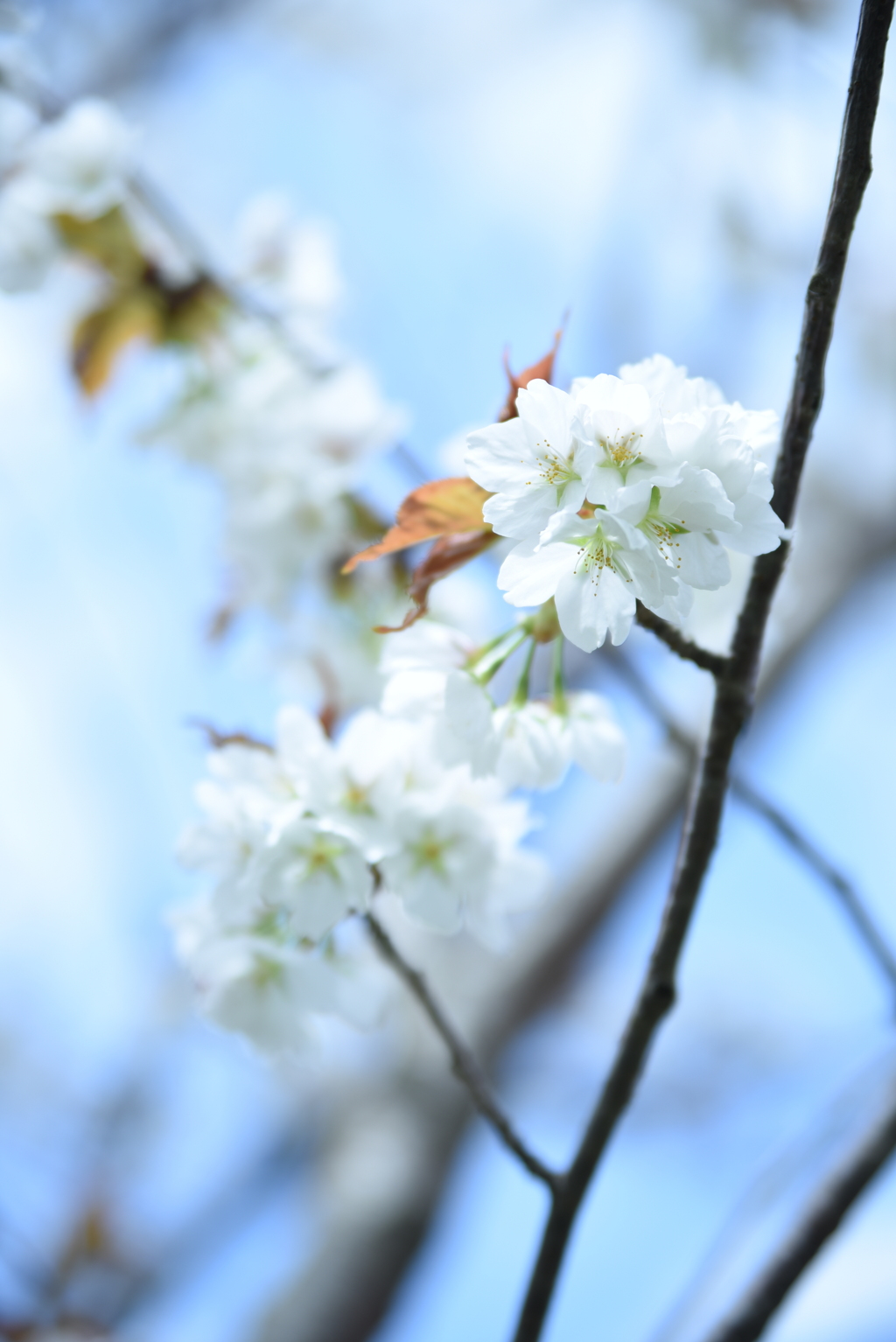 春から夏へ急変
