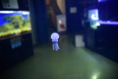 端的に言うとこういう水族館です