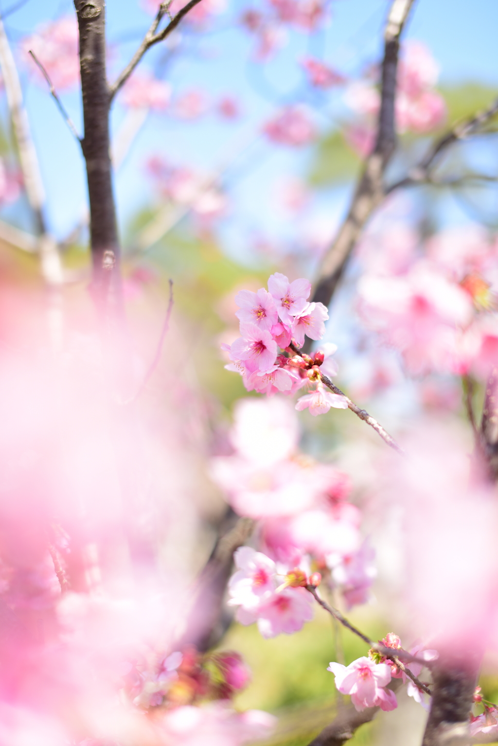 風になびく心と花