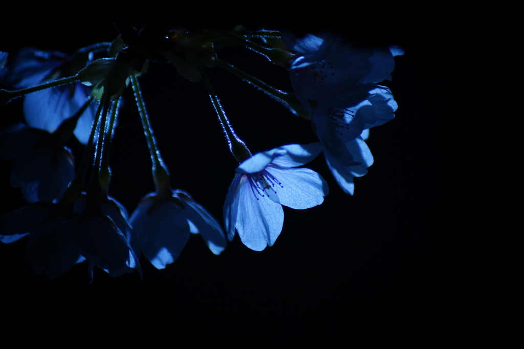 春の夜遊び