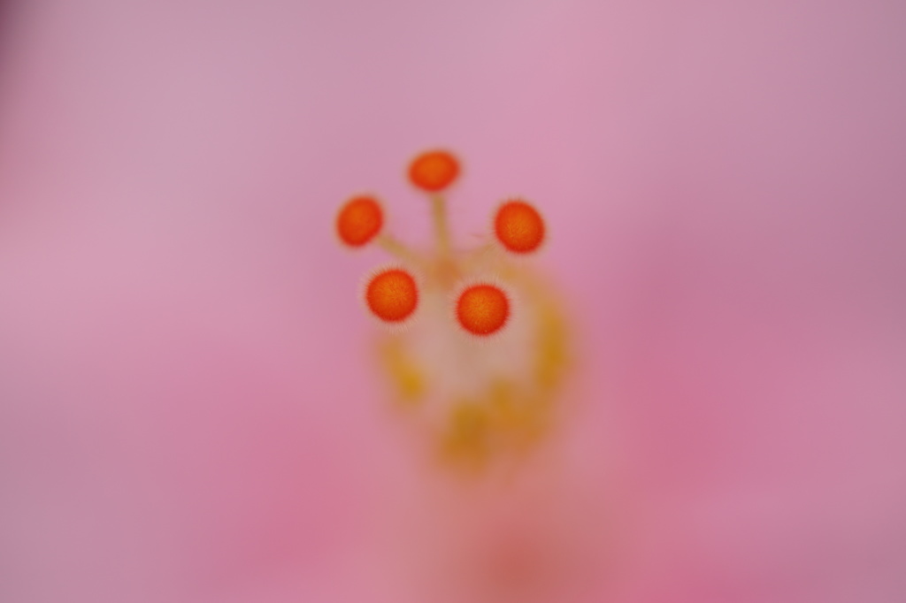 小さなモフモフ