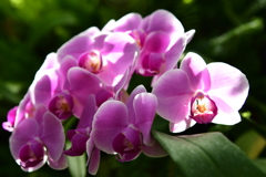 何が色を決めた