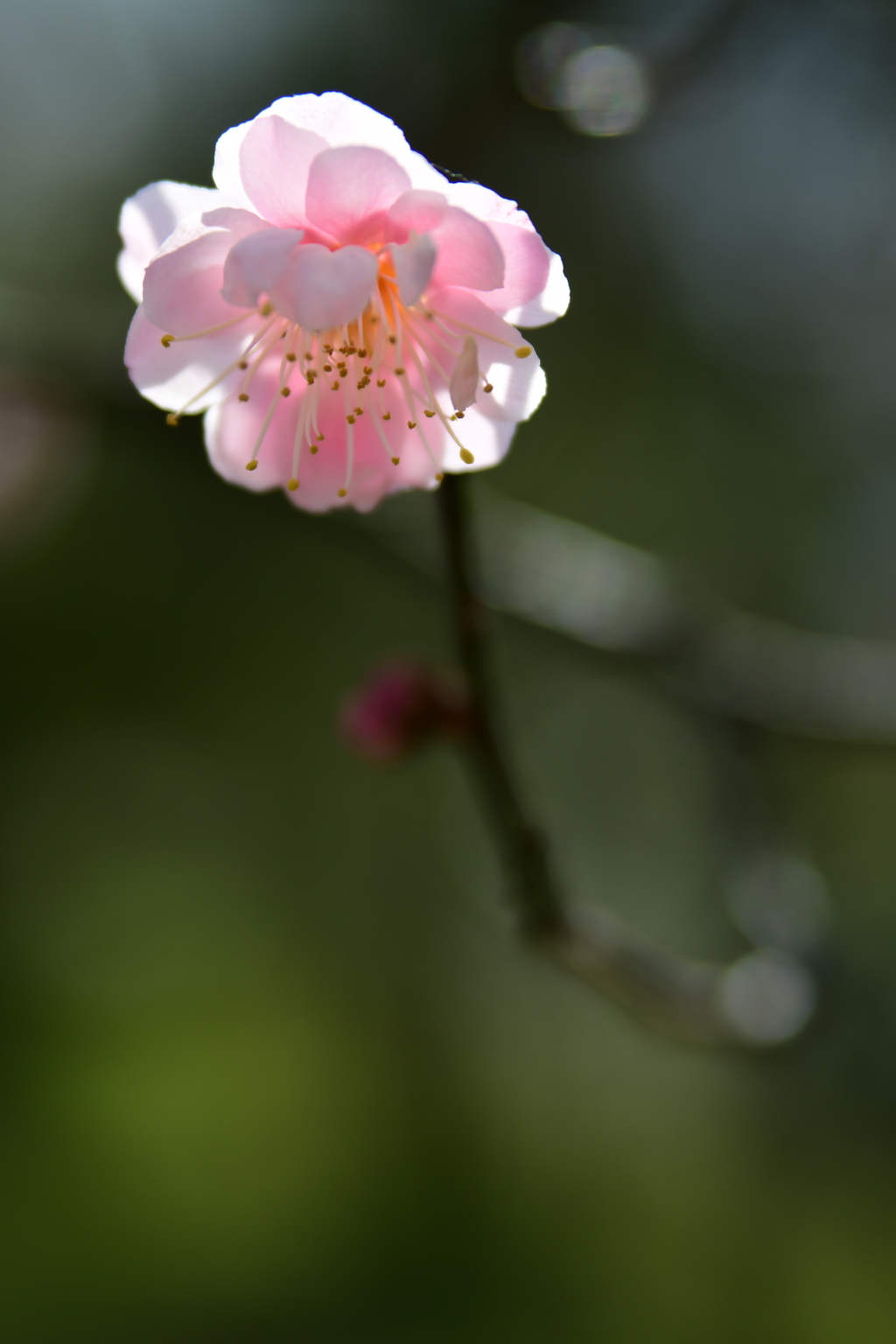 今ここでしか