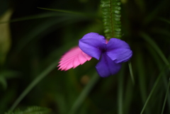 花びらはじめて見た
