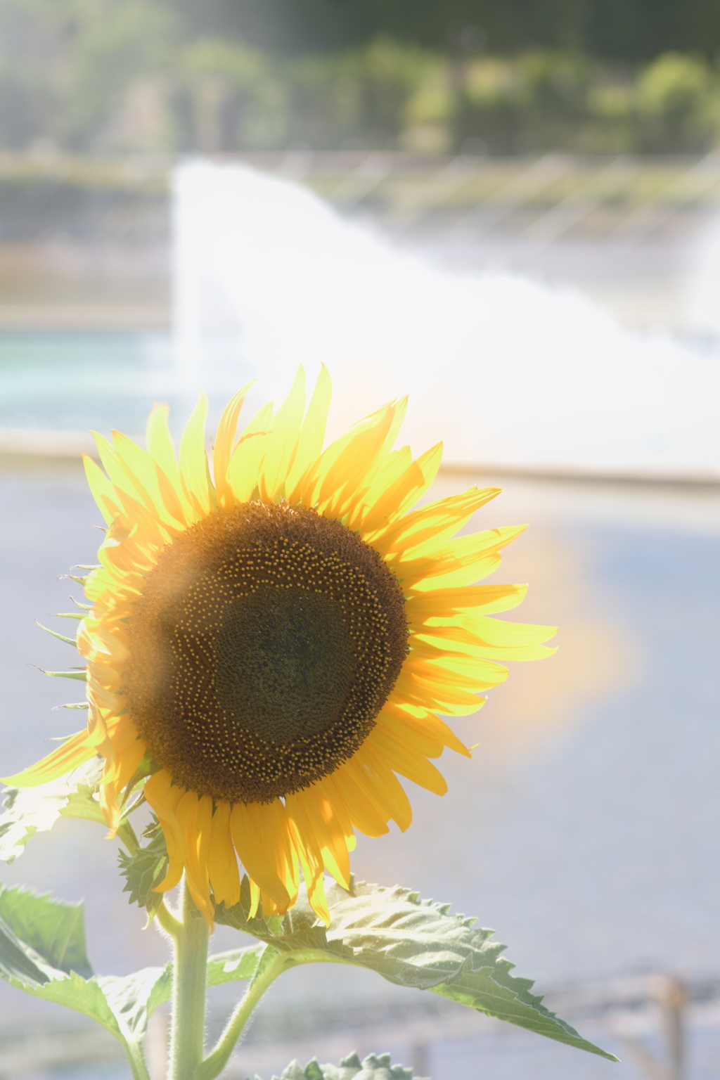 魂が抜ける暑さ