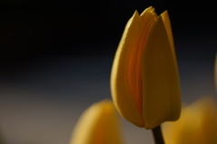 だんだん日が長くなってきた