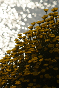 水は浅くても深くても同じように光る