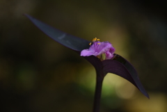 働きアリはキリギリスを助けることはあっても、決して仲間にはしない