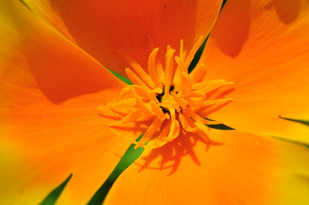 オレンジの世界