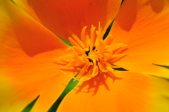 オレンジの世界