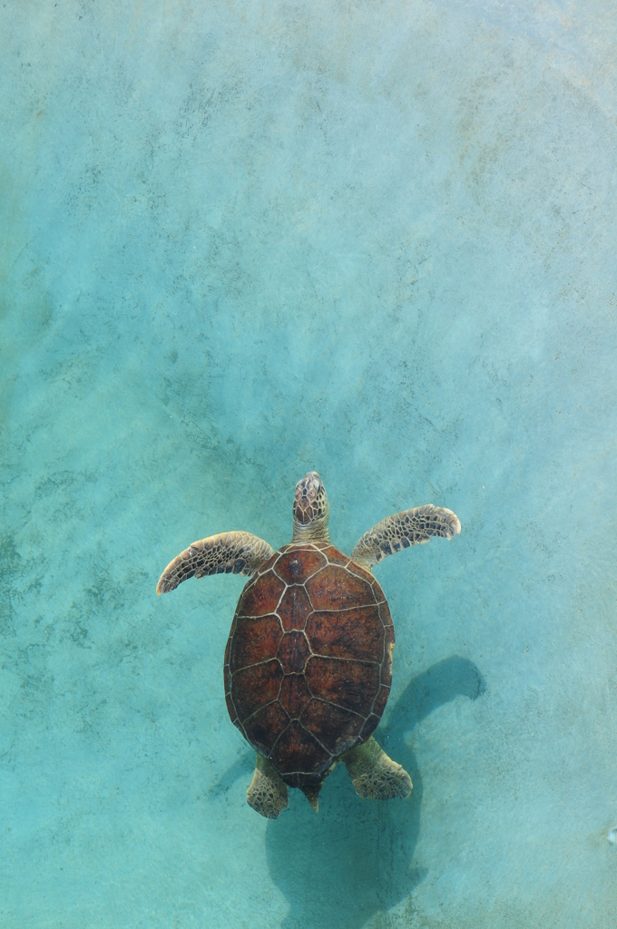 into the blue lagoon