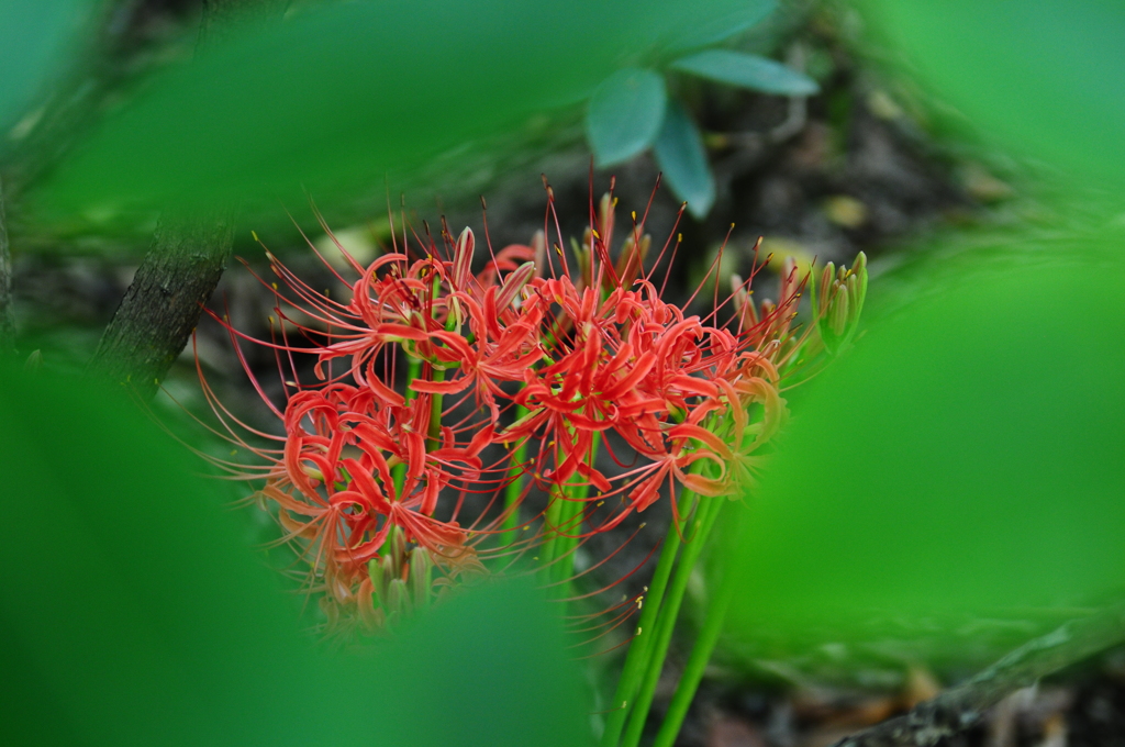 覗き見