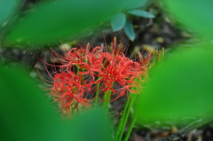 覗き見