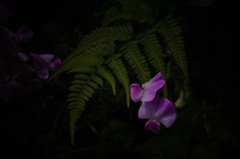 眩い光を求めて