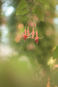 フラフラしているんだ