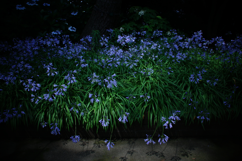 見ごろを迎えて