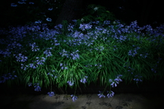 見ごろを迎えて