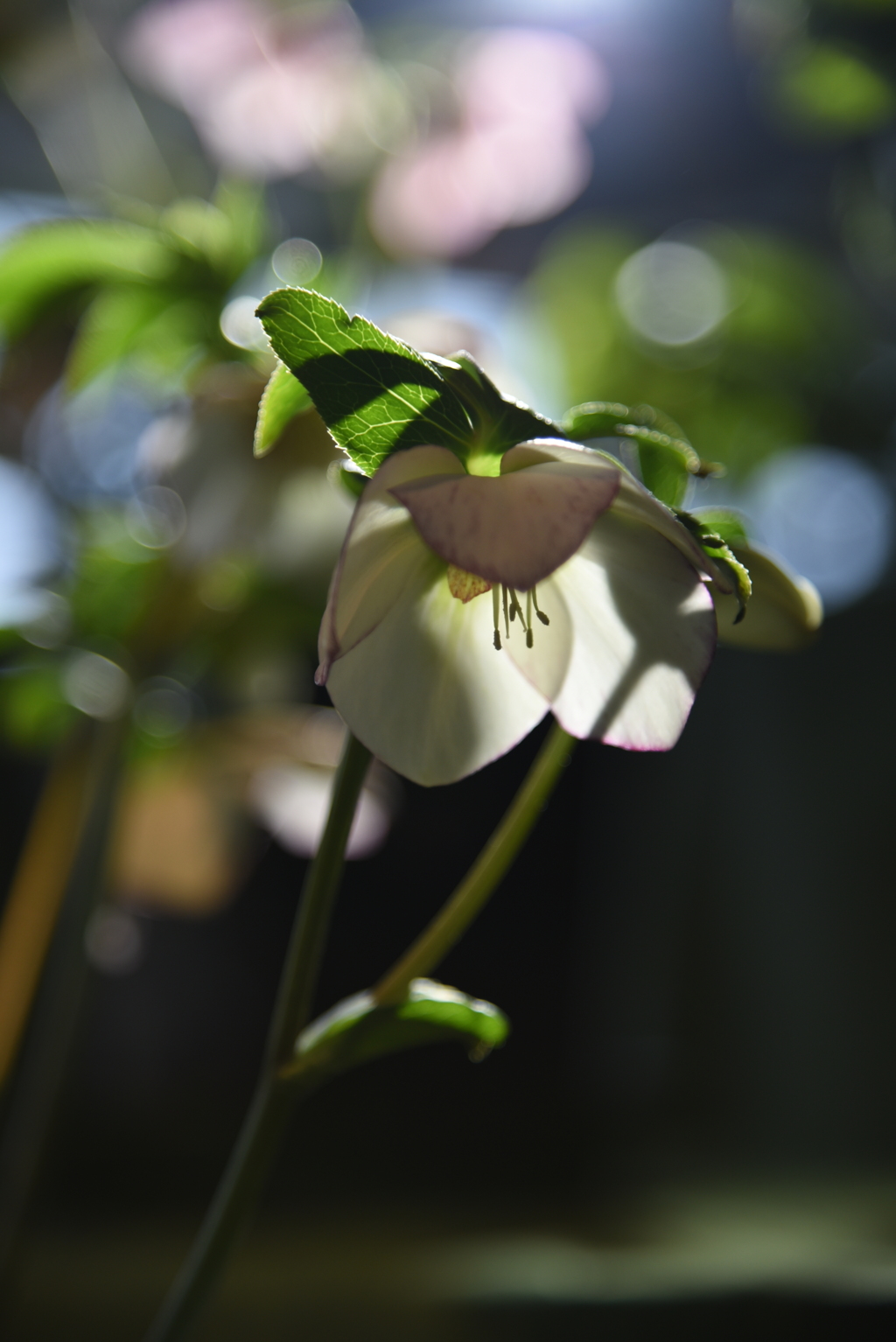 クリスマスローズ