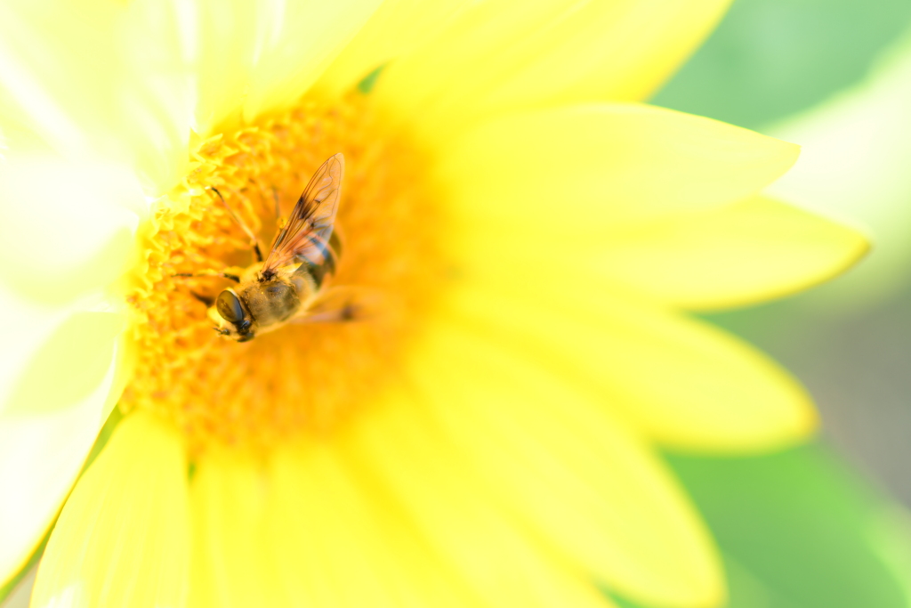 何処からきたの