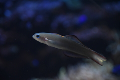 28-300を水族館で使ってみた