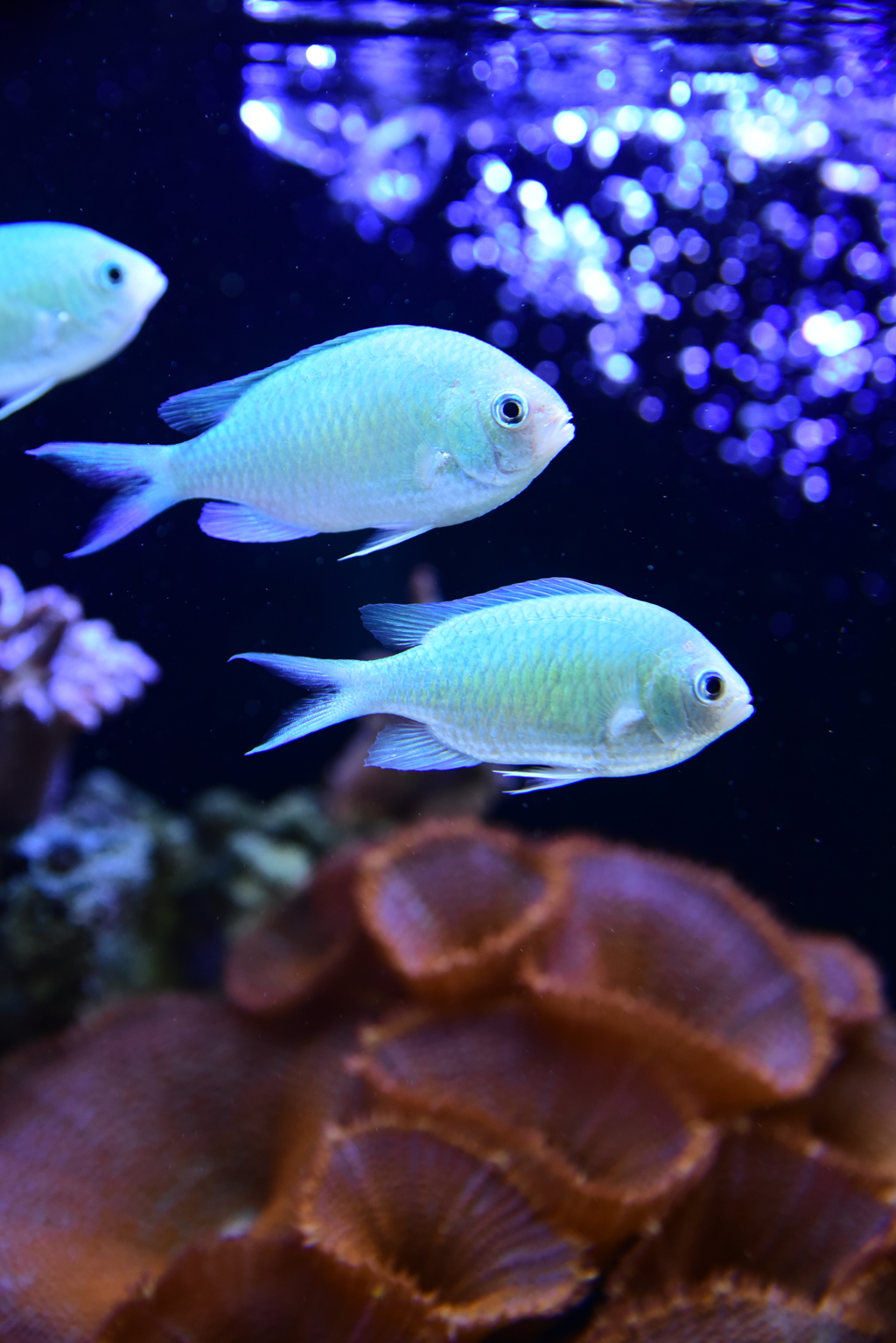 一味違う水族館