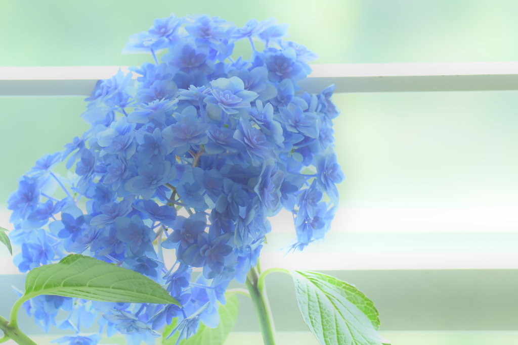 涼やか