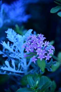 咲き誇り枯れ落ちる