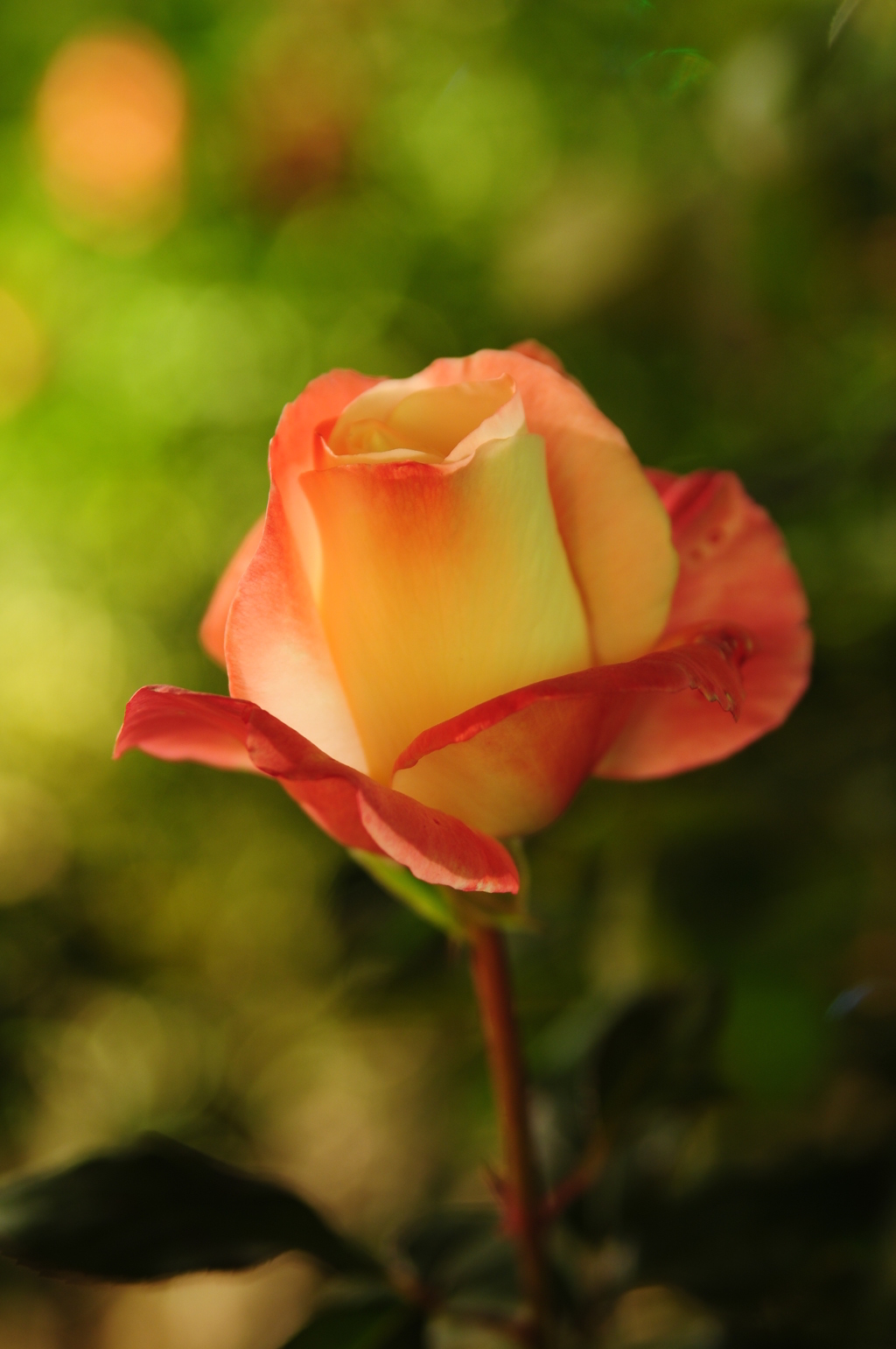 ありふれた姿。でも一つしかない