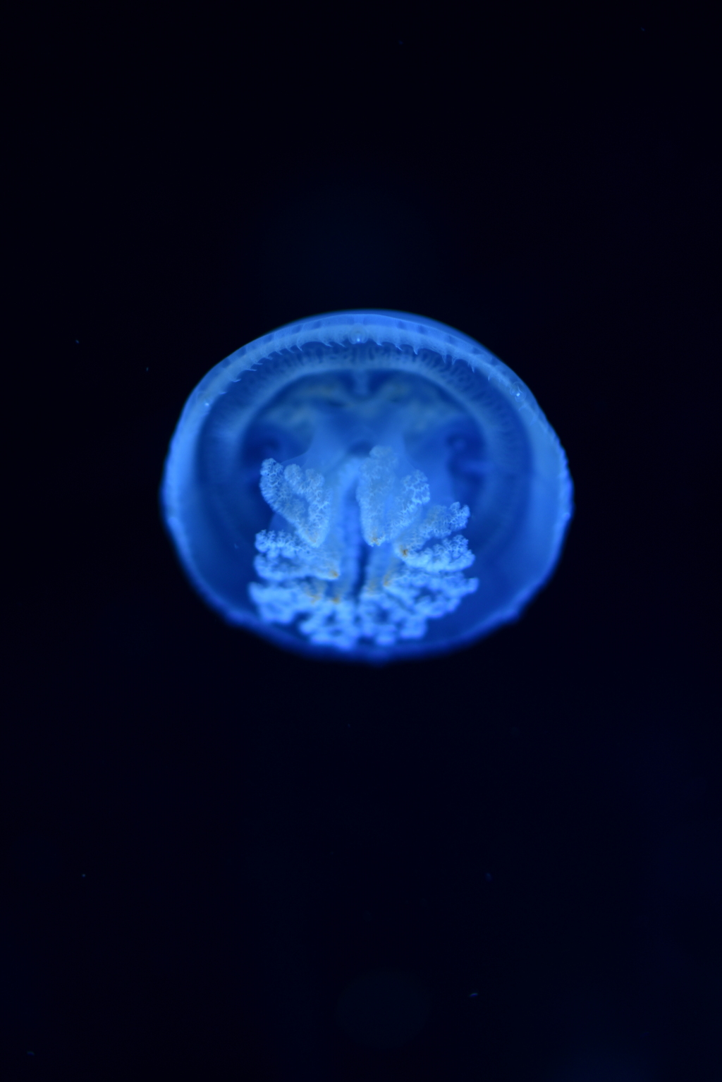 寄れるのがイイボケ具合もイイ