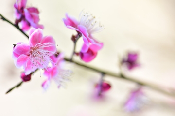 背景は日に照らされた芝生