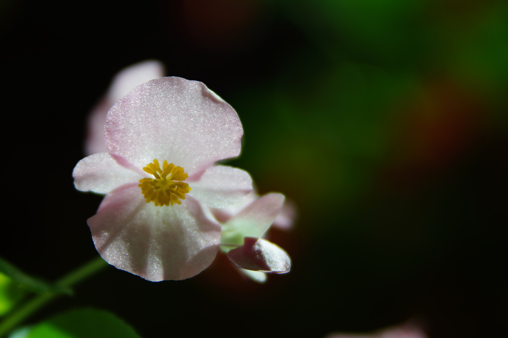花の挨拶