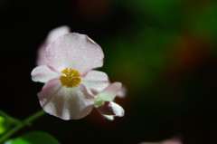 花の挨拶