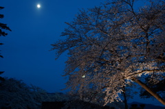 月夜の桜