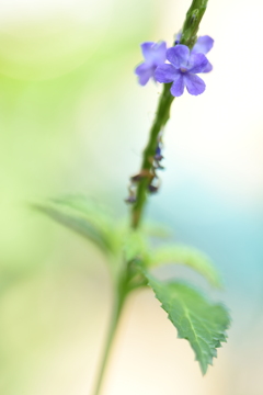 オリンピックは無観客、無選手でやればイイ