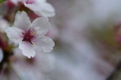 桜です。