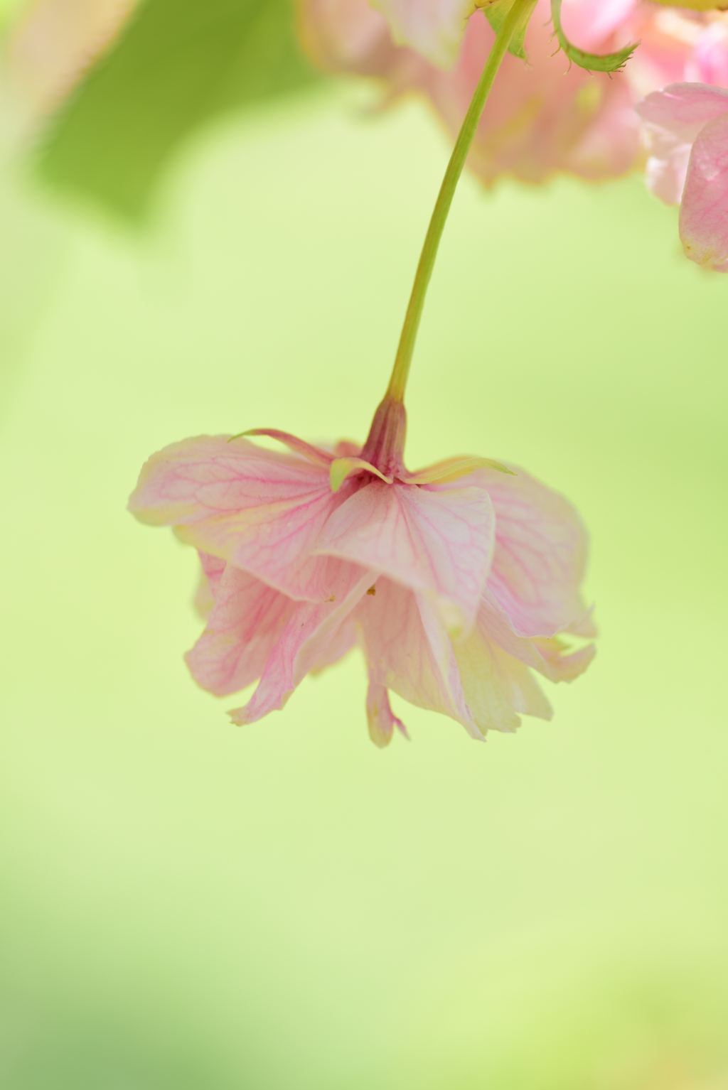 散って干からびるのも人生