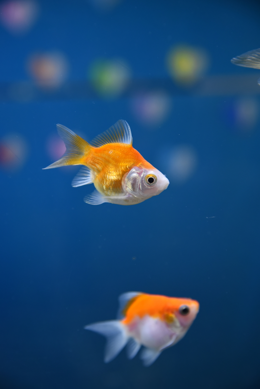 富山の金魚