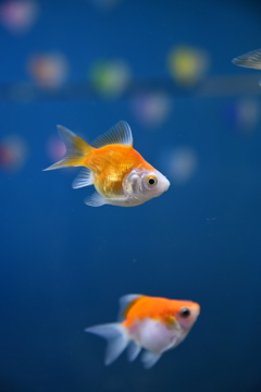 富山の金魚