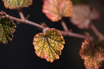 根拠のない希望に縋るか、現実を直視して諦めるか