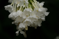 通り雨、その後