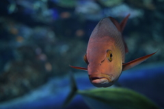 揺らめく水と光