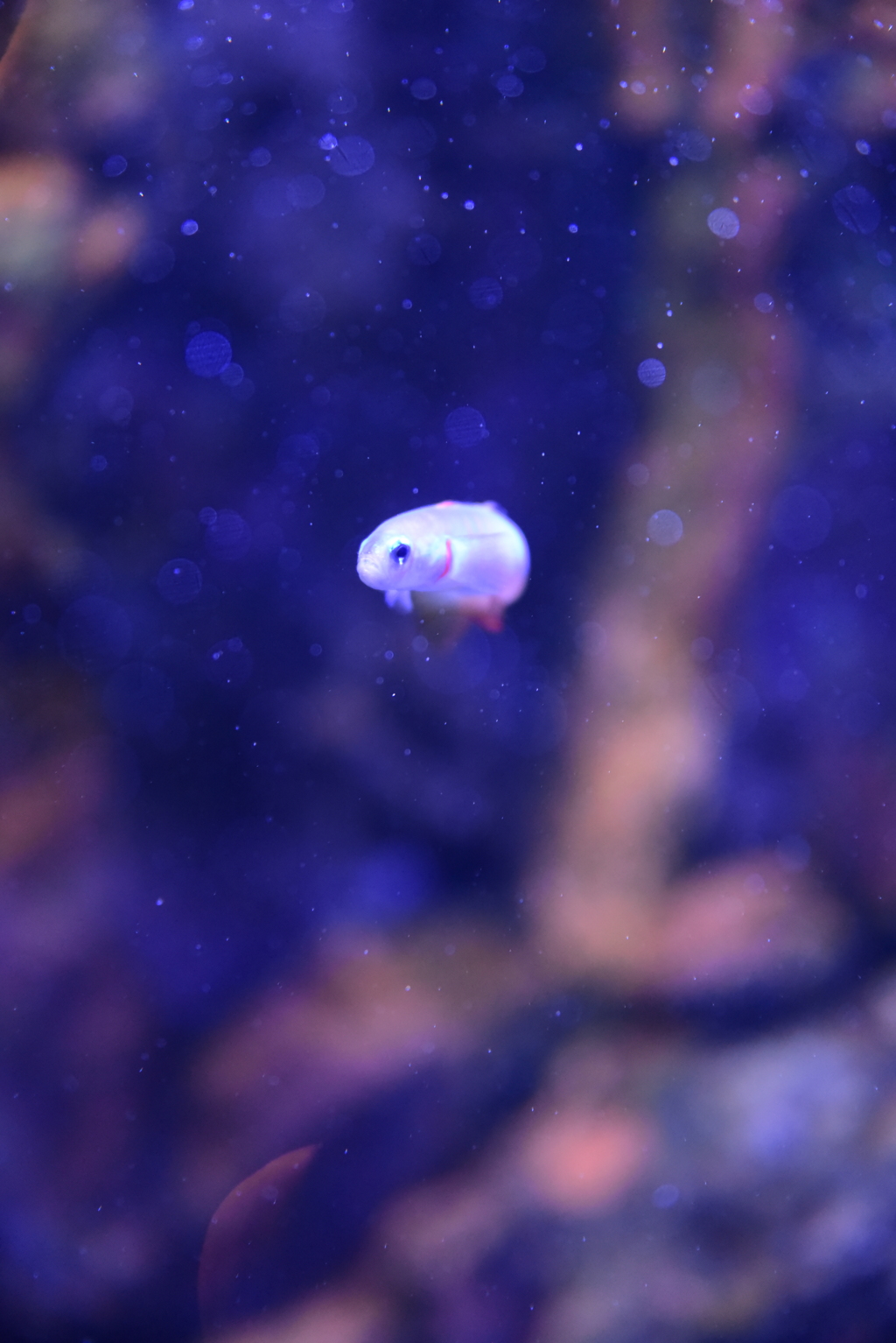 ドイヒーな気分